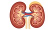 © jaxo - Detailed Cross-Sectional View of Human Kidneys with Adrenal Gland.