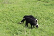 © Hanna - Lambs on pasture
