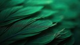 Close up macro view of overlapping dark green feathers. Fine detailed texture shows soft layered structure and delicate lines. Natural pattern creates calming organic backdrop.