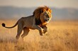 © Vadym - Male lion with mane runs across golden savanna field. Big cat strides through dry grass, showing power and speed. Wildlife predator moves in natural habitat during daytime.