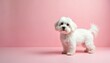 © Vadym - Small white dog stands on a pastel pink background. Fluffy pet looks at camera in studio. Simple portrait with empty space for text. Cute canine pose for advert.