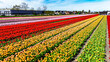 © Iuliia Sokolovska - Aerial drone view of tulip flowers fields farm in spring season, bulbfields and tulips blossoming in springtime, traditional dutch agriculture landscape, Lisse, South Holland, the Netherlands