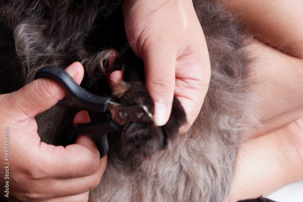 Pet owner trimming cat claws with small nail clipper, cat grooming care at home. Animal hygiene and pet home grooming concept.