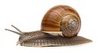 © Meharban - Brown Snail Crawling on White Background