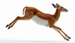 © Maryna - Graceful impala leaps across white background. This swift antelope shows agility and speed in motion. Wild mammal pauses mid-air, perfect for nature or safari themes.