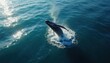 © Maryna - Aerial view of humpback whale breaching above deep blue ocean water. Large marine mammal leaps spraying sea foam high in the air. Sunlight glints on waves.