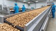 © 69 - Almond Processing Facility Featuring Workers Transporting Raw Almonds on Conveyor Belt in Industrial Setting, Focus on Food Safety Standards