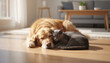 © Image Station - Golden retriever dog and grey cat sleeping together on the floor in a cozy living room. Concept of unusual animal friendship, peace and comfort.