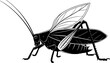 © The - katydid silhouette line art vector illustration with a white background