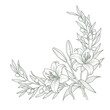 © hazim - Elegant botanical corner design featuring lilies and olive branches in neutral sage green isolated on white background