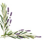 © Hazim - Elegant botanical corner composition featuring lavender sprigs and olive branches in muted sage green isolated on white background