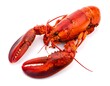 © Kentos - A cooked lobster on a white background, ready to eat