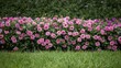 © olegganko - Bright Pink Flowers Bloom in a Garden During Springtime Near Green Grass and Shrubs