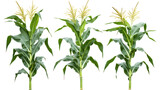 Three Sets of Corn Plants with Full View and Rich Green Leaves on Transparent Background