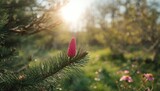 Colorful larch cone on pine branch, highlighting natural textures and seasonal growth