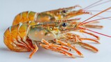 Close-up shot of two raw, vibrantly colored crustaceans on a white surface. Their orange, green, and red hues create a striking visual