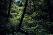 © Cavan Images - Verdant Mossy Fern Filled Forest Along Oregon Coast