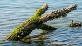Weathered Driftwood Covered in Green Algae and Barnacles Floating in Water.