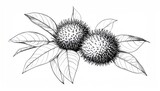 Hand-drawn illustration of two rambutan fruits with leaves, botanical art.