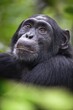 © Moritz Wolf/imageBROKER - Animal portrait, chimpanzee (Pan Troglodytes) looking longingly, hopeful, adult male between leaves in the jungle, Kibale National Park, Uganda