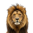 © Runmilan - Close up portrait of a male lion with a dark mane and golden fur against a black background animal wildlife