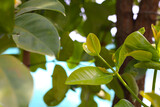 Fresh cowa leaves on tree