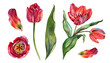 © Natali_Mias - Professional watercolor set of red tulips, featuring full flowers on stems, a lush bouquet with leaves, top view of an open bud, and individual petals. Hand-painted botanical illustrations for elegant