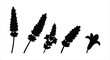 © matahari - Various Lavender Flower Silhouettes on White Background