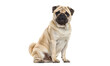 © Eric Isselée - Fawn pug dog sitting on white background looking at viewer