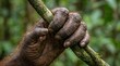 © EnricaDjango - Close-up of an Orangutan's Hand Gripping a Mossy Tree Branch in a Rainforest