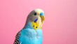 © DavoeAnimation - Vibrant blue budgie bird with yellow and black markings on a soft pink background