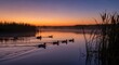 © Hasaranga - Ducks swimming in a serene lake at sunrise with calm water and vibrant sky