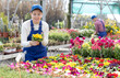 © JackF - Young saleswoman in uniform with pots of common primrose in flower shop