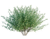 Salix purpurea tree, front view, cutout, transparent background, isolate, architecture visualization, Vibrant Green Olive Branch Arrangement for Design Elements and Backgrounds