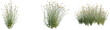 © DH Tree Stock - Santolina rosmarinifolia tree, front view, cutout, transparent background, isolate, architecture visualization, Delicate Wildflower Tufts - Charming Meadow Grass with Small Yellow Blooms, PNG Cutout