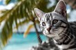 © Markus Schröder - Portrait of a cute american shorthair cat on tropical island background.