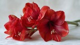 A bouquet of vibrant red amaryllis flowers on a white surface