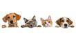© Shohidul - Dogs and cats peeking over web banner extracted on PNG. AI GENERATED.
