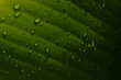 © Luis Herrera/Stocksy - Close-up of tropical leaf with raindrops