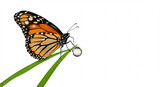 Lebendiger Monarchfalter auf grasgruener Halm mit glitzerndem Tautropfen brillant beleuchtet vor reinweissem Hintergrund. AI Generated