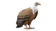 © Sakim - Griffon Vulture Standing Against White Background