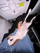 © Asya Molochkova/Stocksy - Small dog sleeping on owner's lap during airplane flight