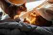 © Natalia Mishina/Stocksy - Two cats playing on soft bedding in sunlight