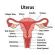 © fibekti - Anatomical Diagram of the Human Uterus and Ovaries with Labels