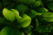 © Oleksandr Stalovierov/Stocksy - Bright green plant leaves against a dark, contrasting background.