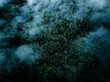 © C6 Studio/Stocksy - Top down birds eye view of moody foggy tree forest
