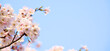 © Pond Thananat - A panoramic view of cherry blossoms in full bloom during spring, against a blue sky background.