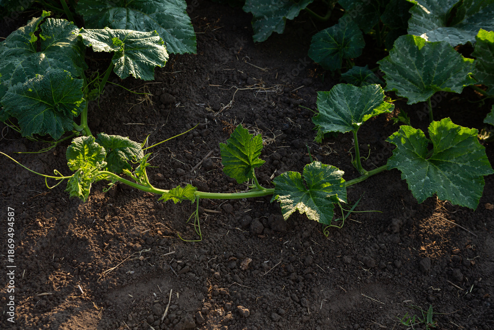 Organic garden pumpkin plant on ground