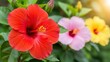 © david - Ultra-realistic macro photo of hibiscus flowers in red, pink and yellow together on one plant.Red hibiscus in extreme foreground, largest and sharpest, rich deep red petals, visible veins, detailed s