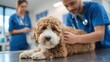 © LimeSky - Veterinary staff in blue uniforms perform a check up on a dog in a contemporary clinic Pet care and vaccinations